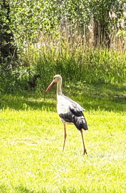 Yazın göletin yanında güzel leylek