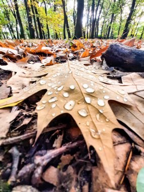 Sarı yapraklar ve yağmur damlaları.