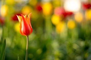 bulanık bir arka plan üzerinde kırmızı lale