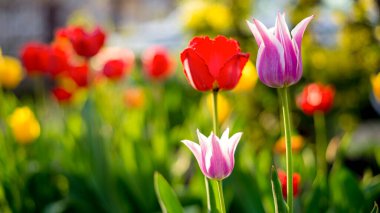 Kırmızı ve mor laleler diğer lalelerin arka planına yakın çekim yaparlar.