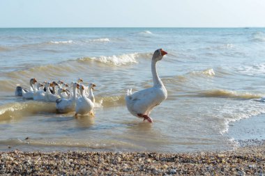 Bir kaz sürüsü bir liderle denizden çıkıyor.
