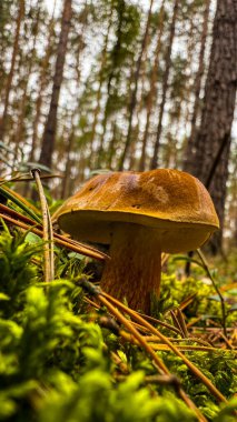 Polonya mantarı ya da Boletus ormanda yakın plan.