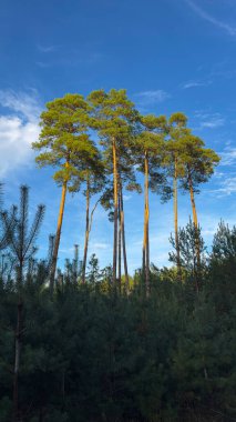 Mavi gökyüzüne karşı güzel uzun çam ağaçları