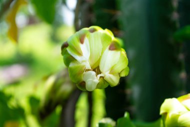 Bahçede açan Beyaz Kaktüs Çiçeği