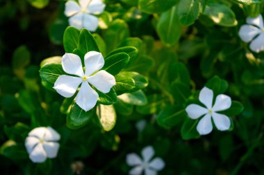 Bahçede beyaz menekşe çiçekleri açar. Kataranthus gülü