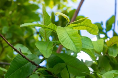 Taze yeşil guava yaprakları ve dalları ağaçta