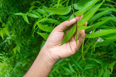 Neem yapraklarıyla el ele tutuşmak. Doğal tıp..