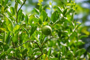 Organik bahçedeki ağaçta taze yeşil limon.