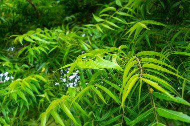 Neem ağacı yapraklarından bir dal. Doğal Tıp.