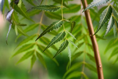 Neem ağacı yapraklarından bir dal. Doğal Tıp.