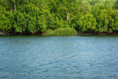 Yazın ormandaki nehir. Ormandaki nehir