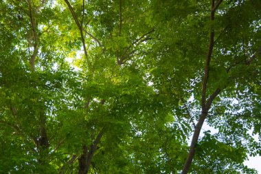 Güneş ışığı tropikal ormanlardaki ağaç yapraklarının arasından geçiyor.