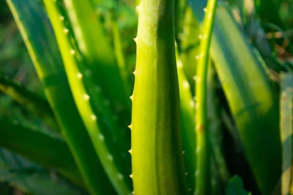 Cierre Planta Aloe Vera Aloe Vera Medicamento Base Hierbas Muy — Foto de Stock