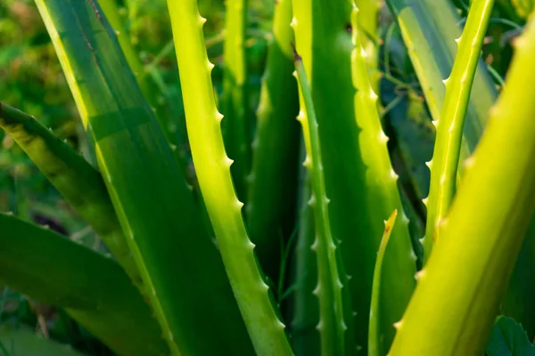 Cierre Planta Aloe Vera Aloe Vera Medicamento Base Hierbas Muy —  Fotos de Stock