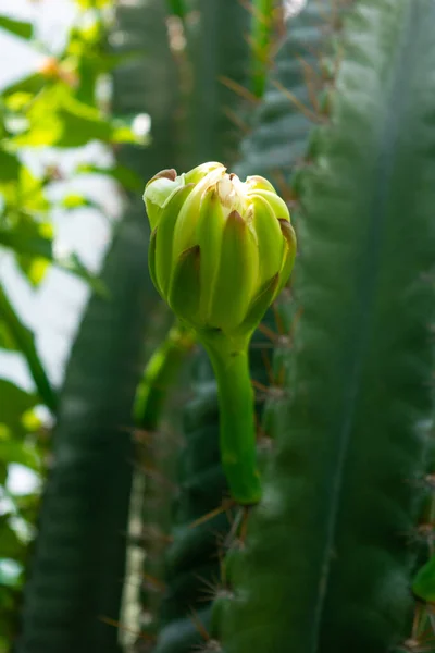 Flor Cactus Blanco Floreciendo Jardín — Foto de Stock