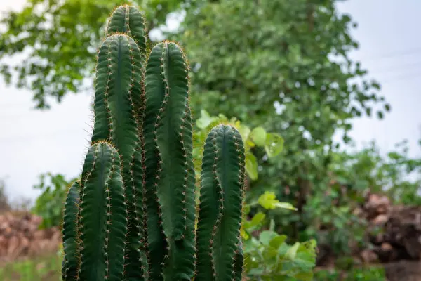 Cactus Verde Vivo Primer Plano Con Espinas — Foto de Stock