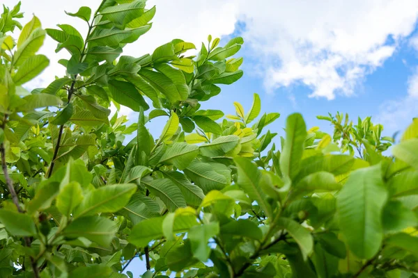 Taze yeşil guava yaprakları ve dalları ağaçta