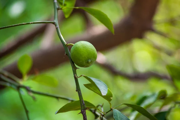 Fresh Green Lemon Limes Tree Organic Garden — Stock Photo, Image