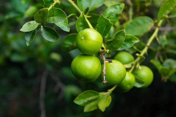 Свежий Зеленый Лимонный Лайм Дереве Органическом Саду — стоковое фото