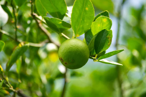 Fresh Green Lemon Limes Tree Organic Garden — Stock Photo, Image