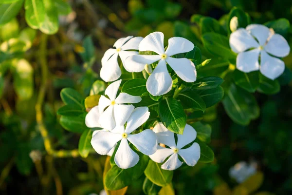Bahçede Beyaz Menekşe Çiçekleri Açar Kataranthus Gülü Telifsiz Stok Imajlar