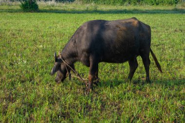 Asian water buffalo walking in the field