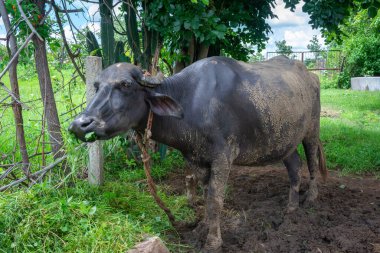 Asian water buffalo walking in the field