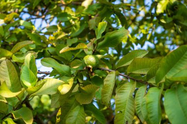 Tropical fruit guava on guava tree. Psidium guajava