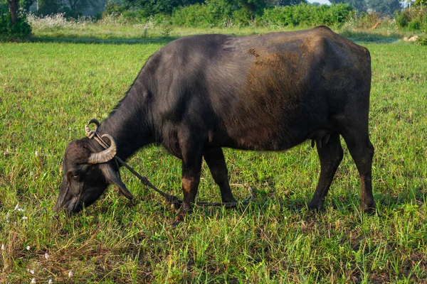 Asian water buffalo walking in the field