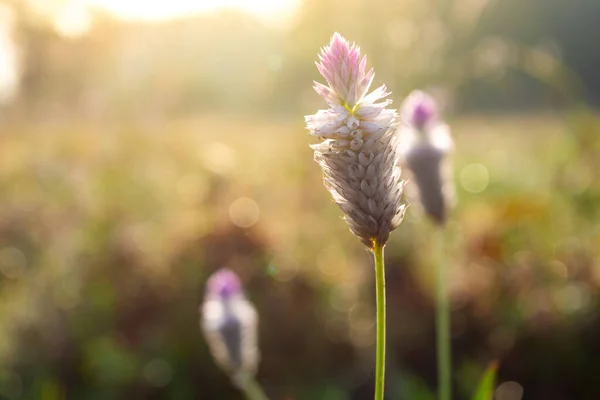 Celosia argentea 'ya yakın, genellikle kuş tüyü ya da gümüş horoz tarağı olarak bilinir..