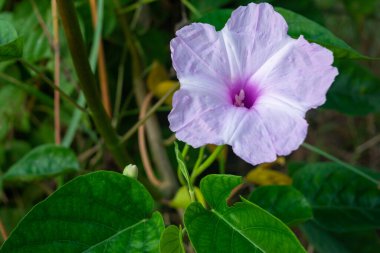 Closeup view of the Ipomoea carnea flower. Pink morning glory