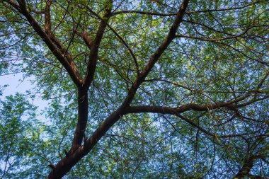 Güneş ışığı tropikal ormanlardaki ağaç yapraklarının arasından geçiyor.