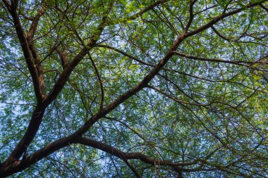 Güneş ışığı tropikal ormanlardaki ağaç yapraklarının arasından geçiyor.
