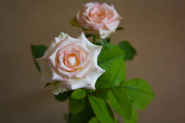 Rosa Rosenblüte Rosengarten — Stockfoto