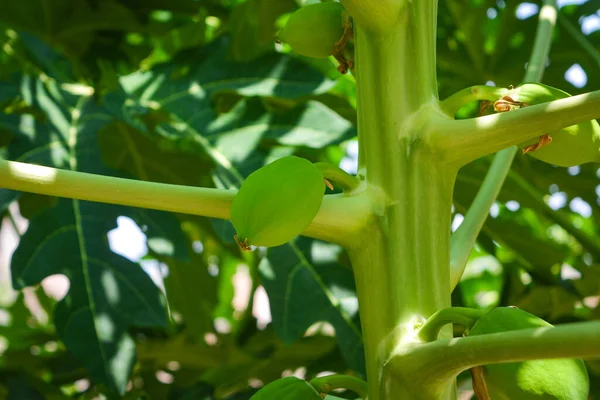 Papaya ağacında küçük papaya meyveleri