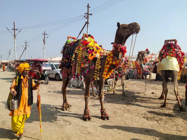 PRAYAGRAJ, UTTAR PRADESH, Hindistan - 14 AĞUSTOS 2023: gündoğumunda Hintli adam ve deve.