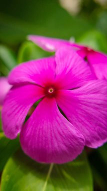 Pembe menekşe çiçekleri bahçede açar.