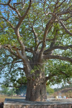 Kalpavriksha, Tikamgarh, Madhya Pradesh, Hindistan.