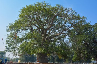 Kalpavriksha, Tikamgarh, Madhya Pradesh, Hindistan.