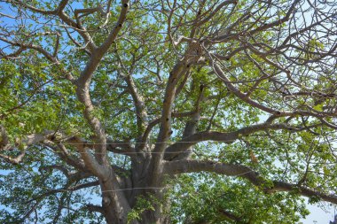 Kalpavriksha, Tikamgarh, Madhya Pradesh, Hindistan.