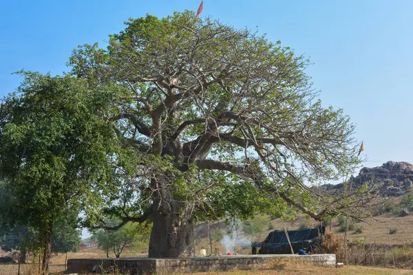 Kalpavriksha, Tikamgarh, Madhya Pradesh, Hindistan.