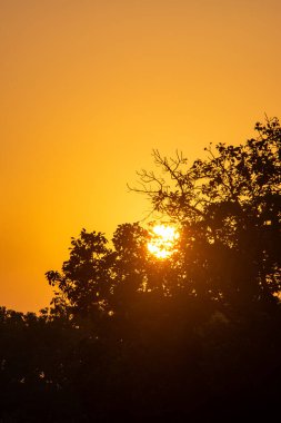 Gün batımında ağaç siluetiyle güzel turuncu gökyüzü