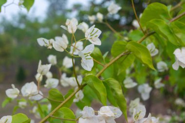 Güzel beyaz Bougainvillea çiçeği Doğa arka planı
