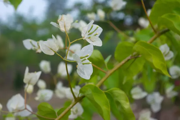Güzel beyaz Bougainvillea çiçeği Doğa arka planı