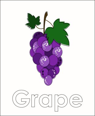 Flat  vector grape with line. Bunch of grapes on white background