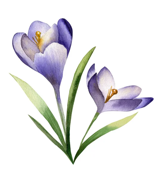 Beyaz arka planda Crocus bahar çiçeği suluboyası. Safran çiçeği..
