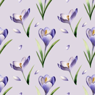 Crocus bahar çiçekleri açık mor arka planda pürüzsüz desen. Safran çiçeği..