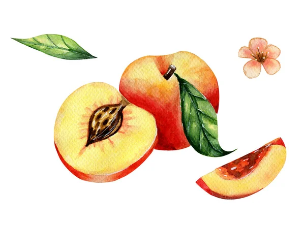 Beyaz arka planda suluboya şeftali. Suluboya olgunlaşmış