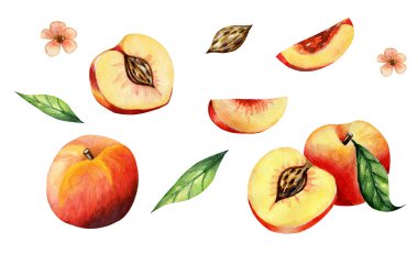 Beyaz arka planda suluboya şeftali seti. Yarım şeftali, yapraklar ve şeftali çekirdeği.