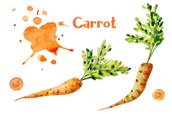 Beyaz arka planda turuncu havuç seti. Sebze çizimi